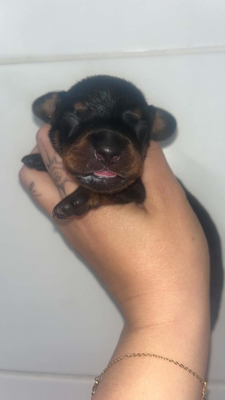 Des Nobles Coeurs Du Loti - Chiots disponibles - Teckel poil ras